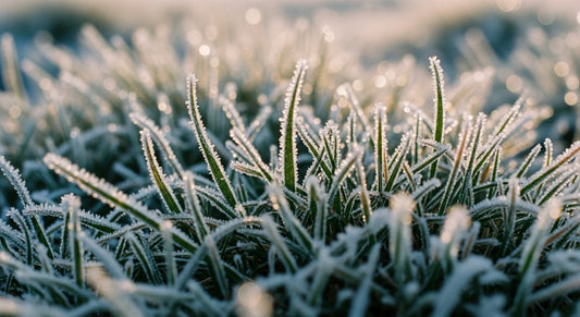 Rasenfläche im Winter mit Raureif