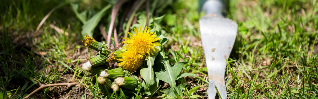 Unkraut wächst zwischen Grashalmen im Rasen